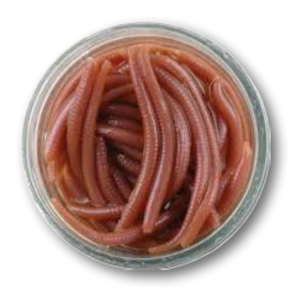 Gulp! Alive Angleworm (2.1 oz jar)